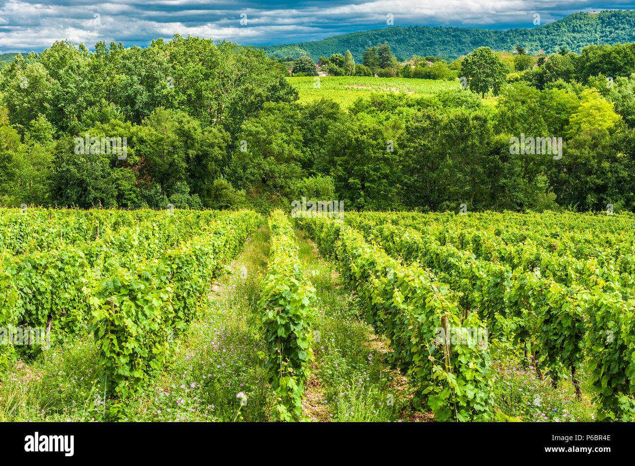 France, Lot, Cahors wine-growing region, Caillac vineyard Stock Photo
