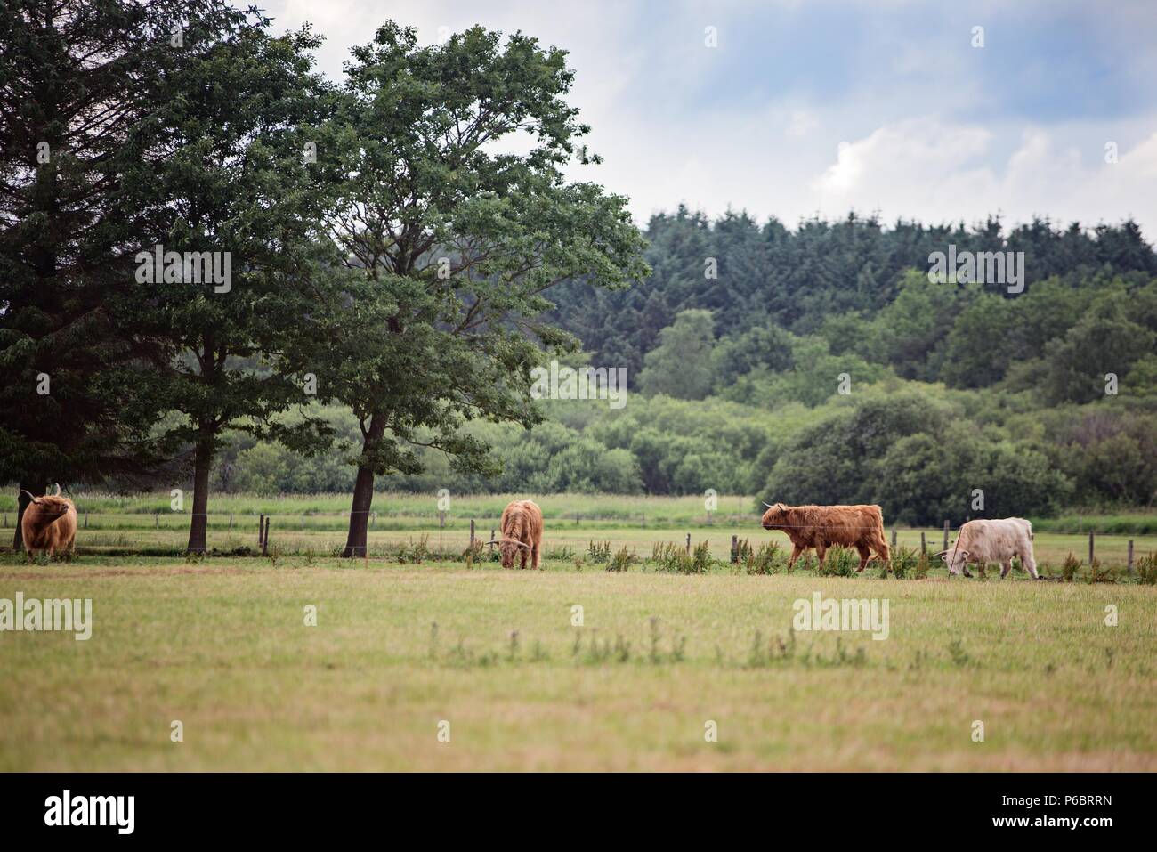 Scottish Highland Cattle cows grazing on meadow in Denmark Stock Photo ...