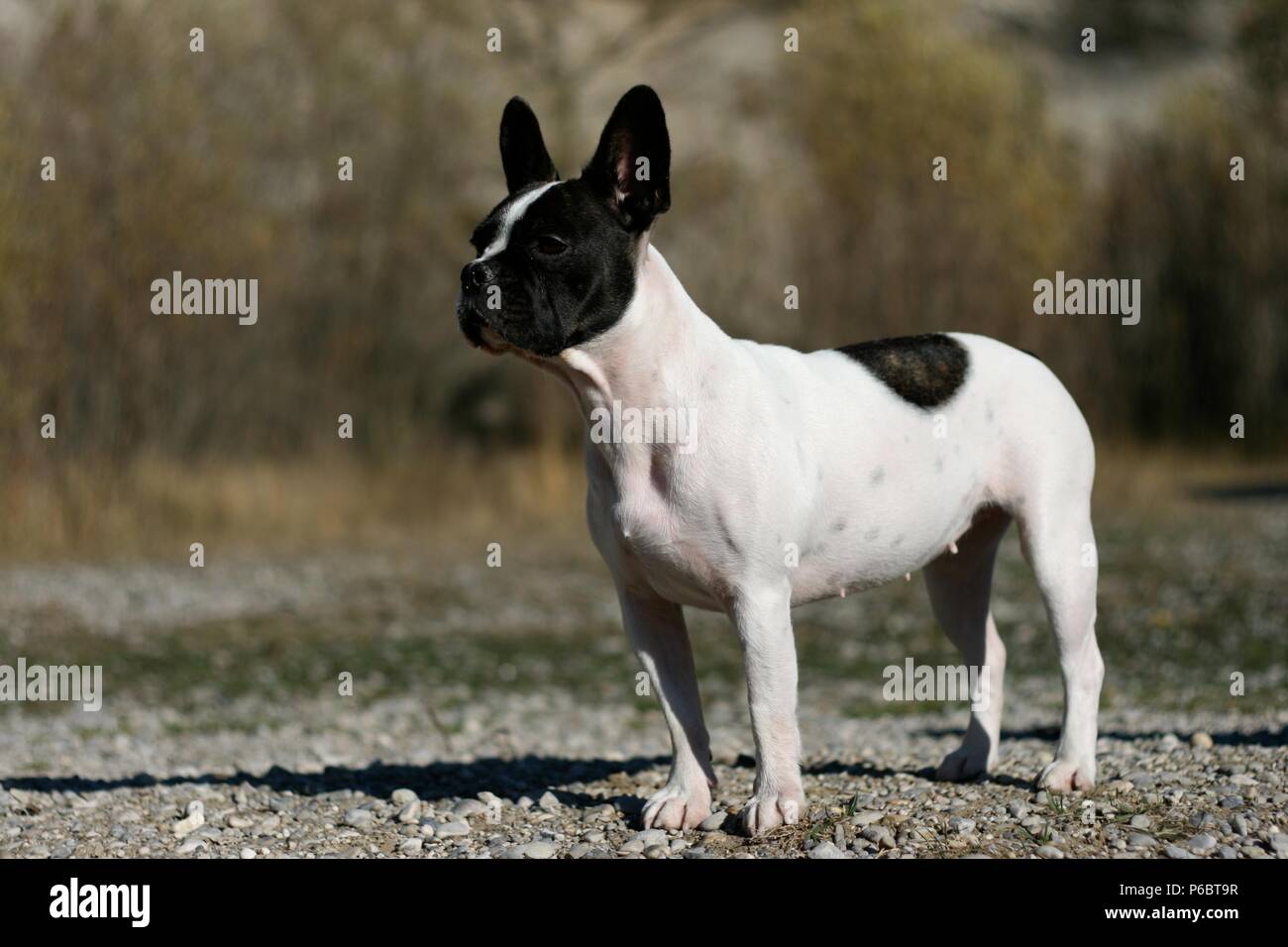 Boston Terrier French Bulldog Mix