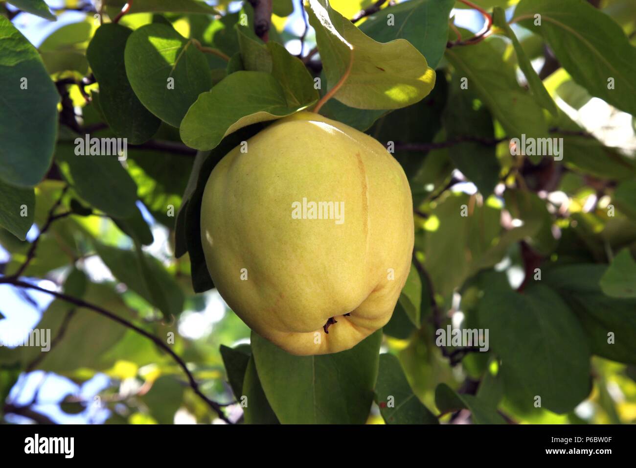 MEMBRILLO. FRUTO DEL MEMBRILLERO , ARBOL DE LA FAMILIA DE LAS ROSACEAS  Stock Photo - Alamy