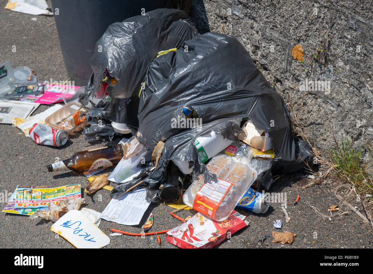 Seagulls rip open plastic bin bags, Cornwall Stock Photo Alamy