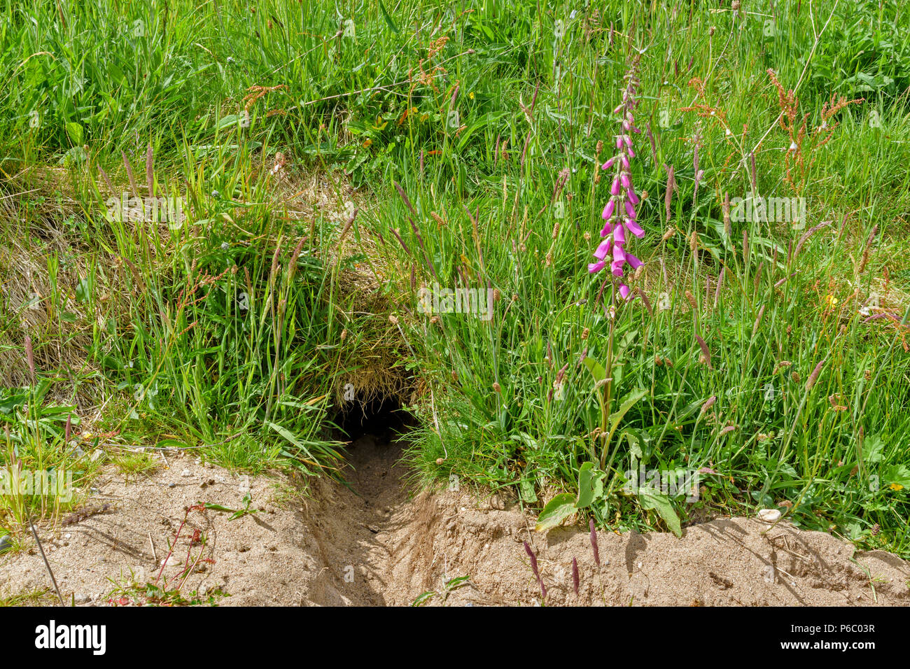 RABBIT BURROW OR ENTRANCE TO WARREN SURROUNDED BY GRASSES IN SPRINGTIME AND A FOXGLOVE FLOWER Stock Photo