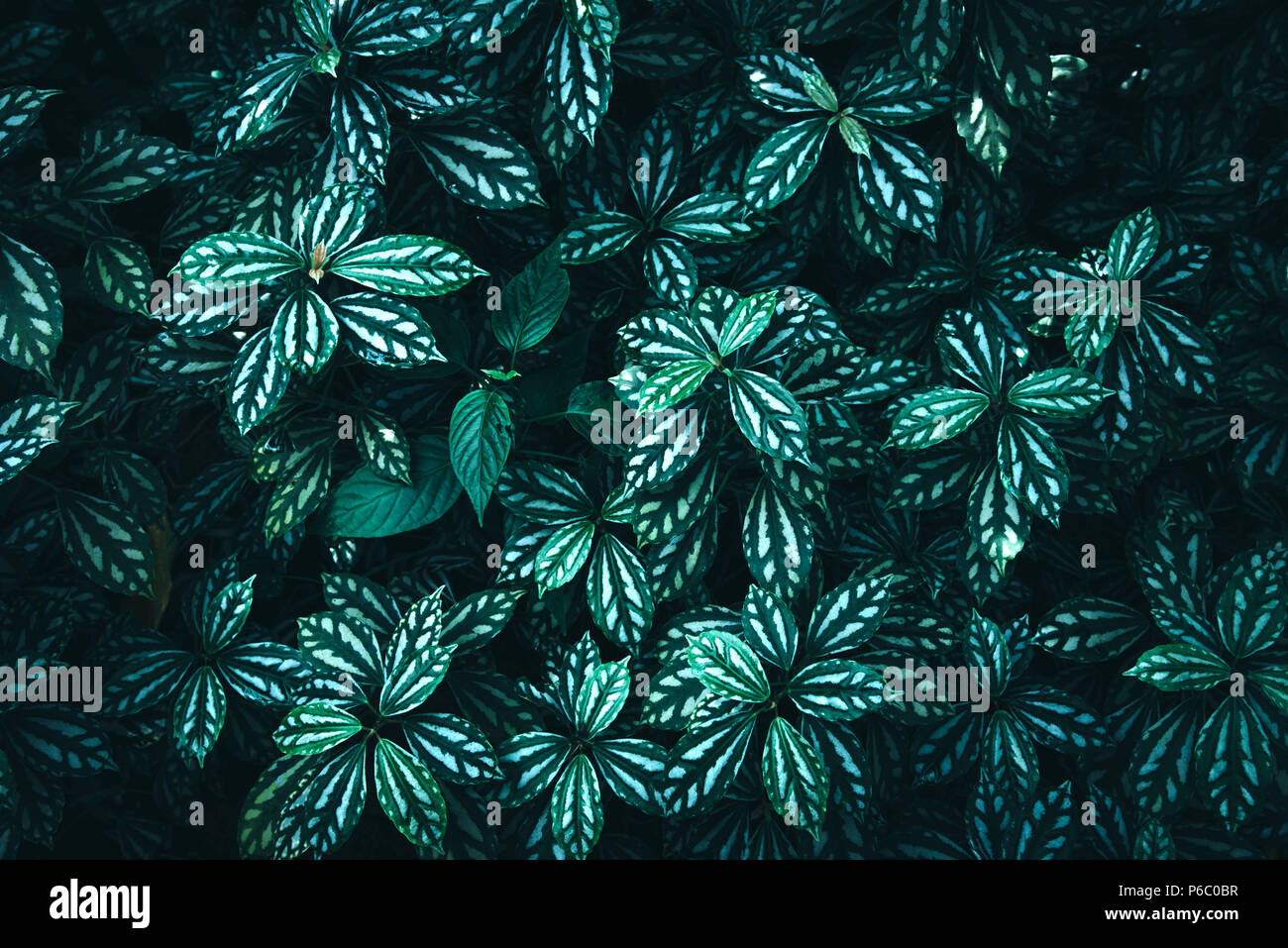 Tropical green leaves on dark background Stock Photo - Alamy