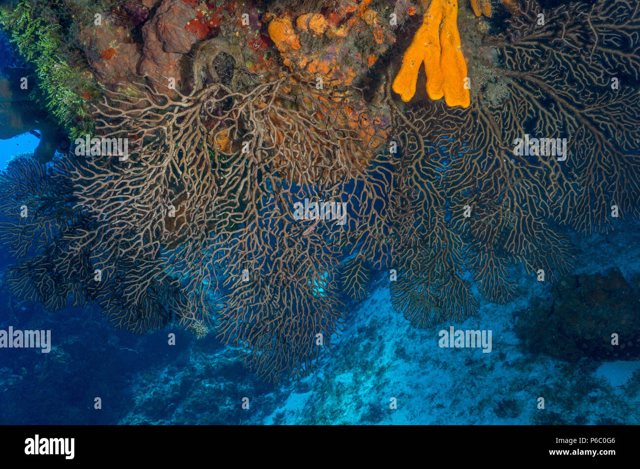 Reef Scene, deepwater sea fan Stock Photo
