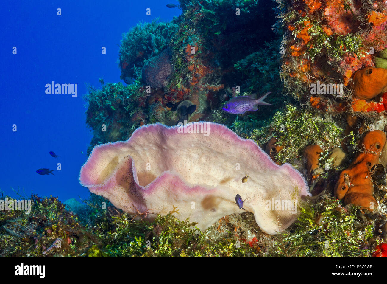 Reef Scene, beautiful sponge Stock Photo