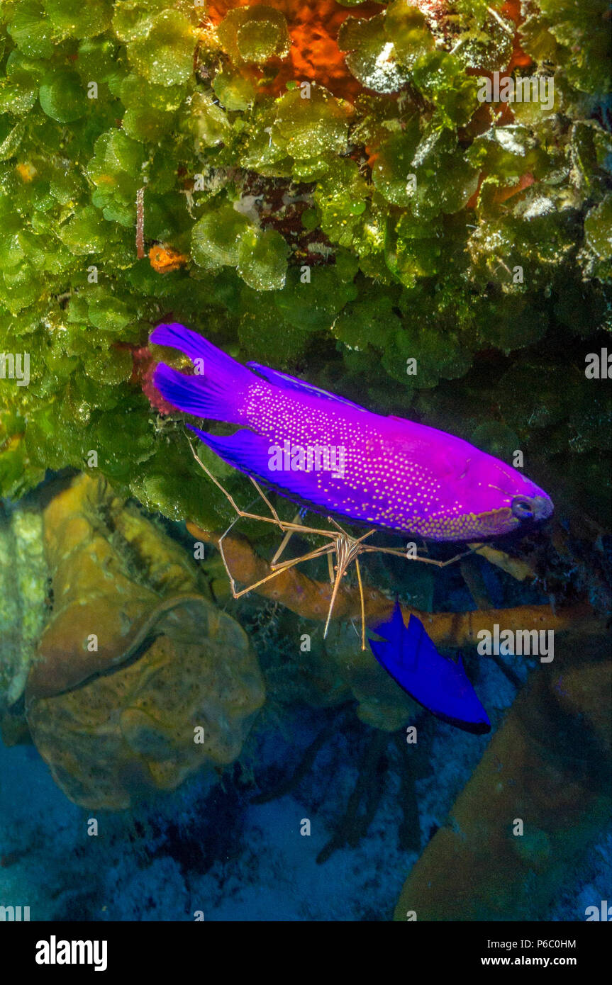 Blackcap Basslet and arrowcrab - Stock Image