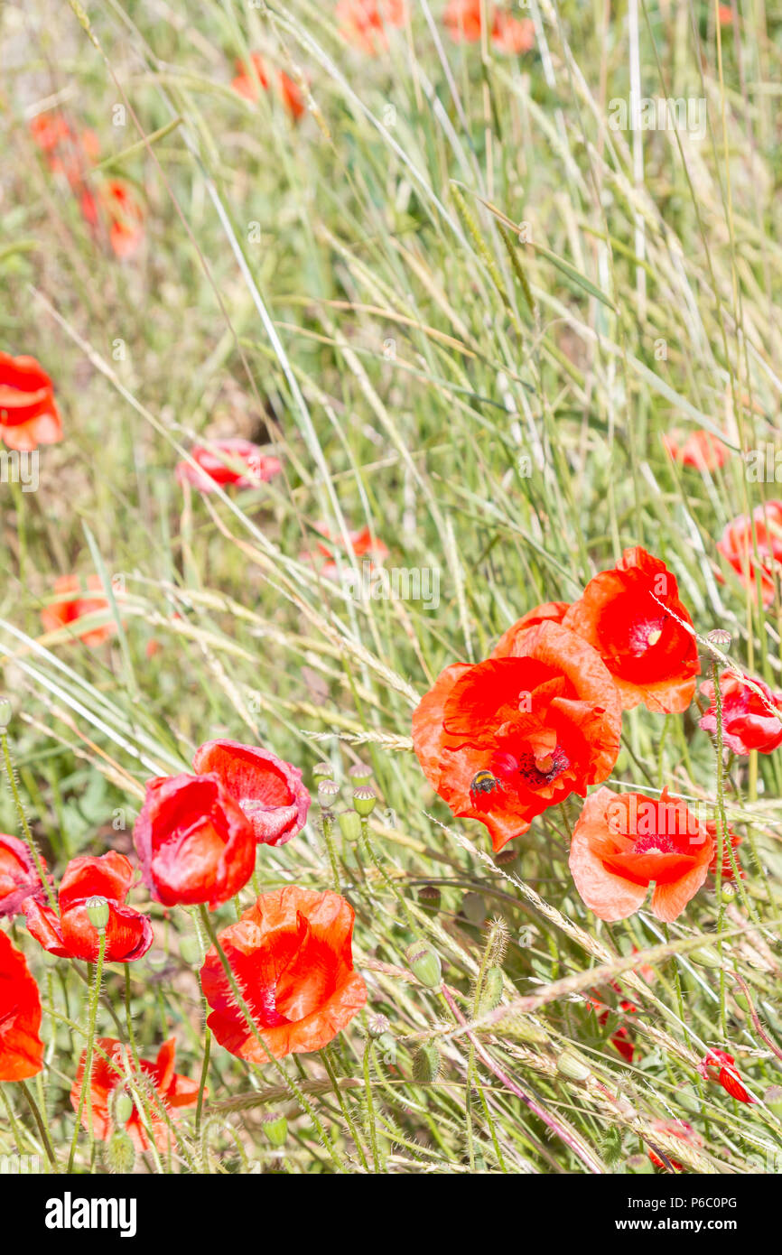 Field of red poppy flowers in the South in early summer Stock Photo Alamy