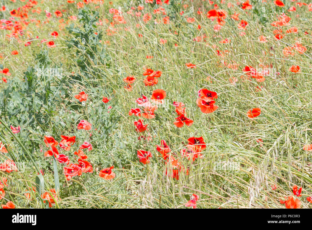 Field of red poppy flowers in the South in early summer Stock Photo - Alamy
