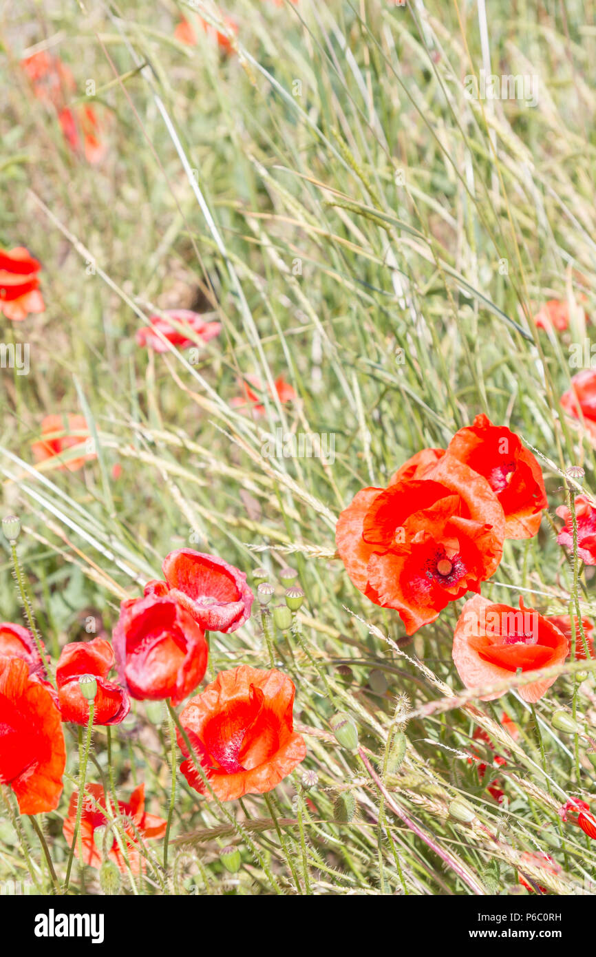 Field of red poppy flowers in the South in early summer Stock Photo Alamy