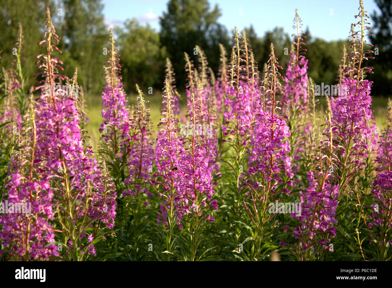 Pink wild blooming flowers hi-res stock photography and images - Alamy