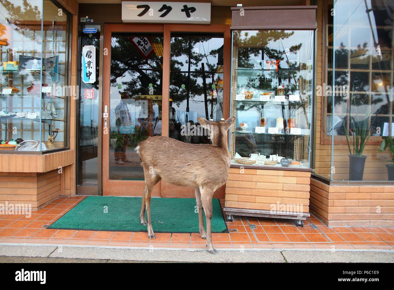 MIYAJIMA, JAPAN - APRIL 21, 2012: Tame deer in Miyajima island, Japan. Famous island shrine is a UNESCO World Heritage Site and a major tourism destin Stock Photo