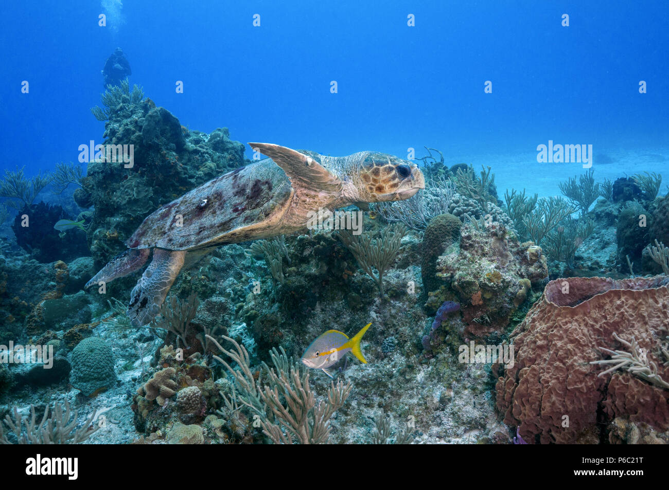 Loggerhead Turtle - Stock Image