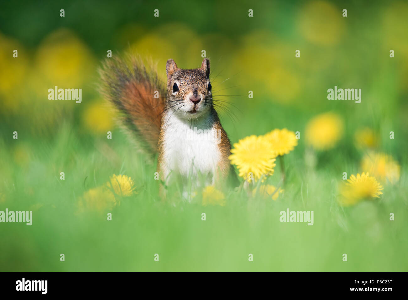 An American Red Squirrel forages for a meal in a dandelion field at Toronto, Ontario's popular Ashbridges Bay Park. Stock Photo