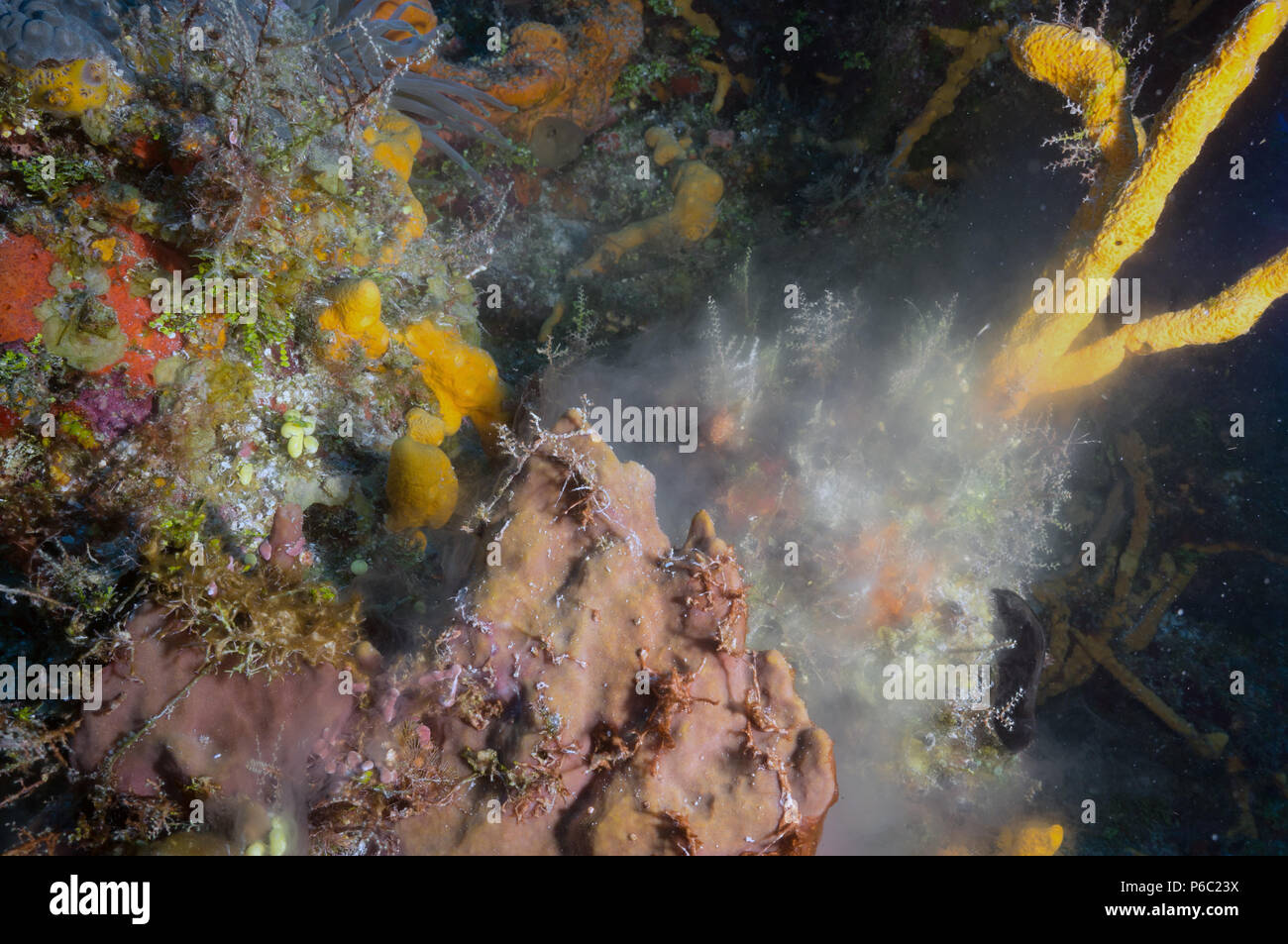 Reef Scene, spawning sponge Stock Photo