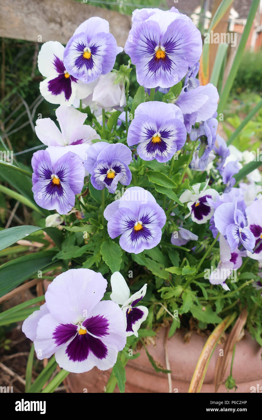 Pansy faces Stock Photo