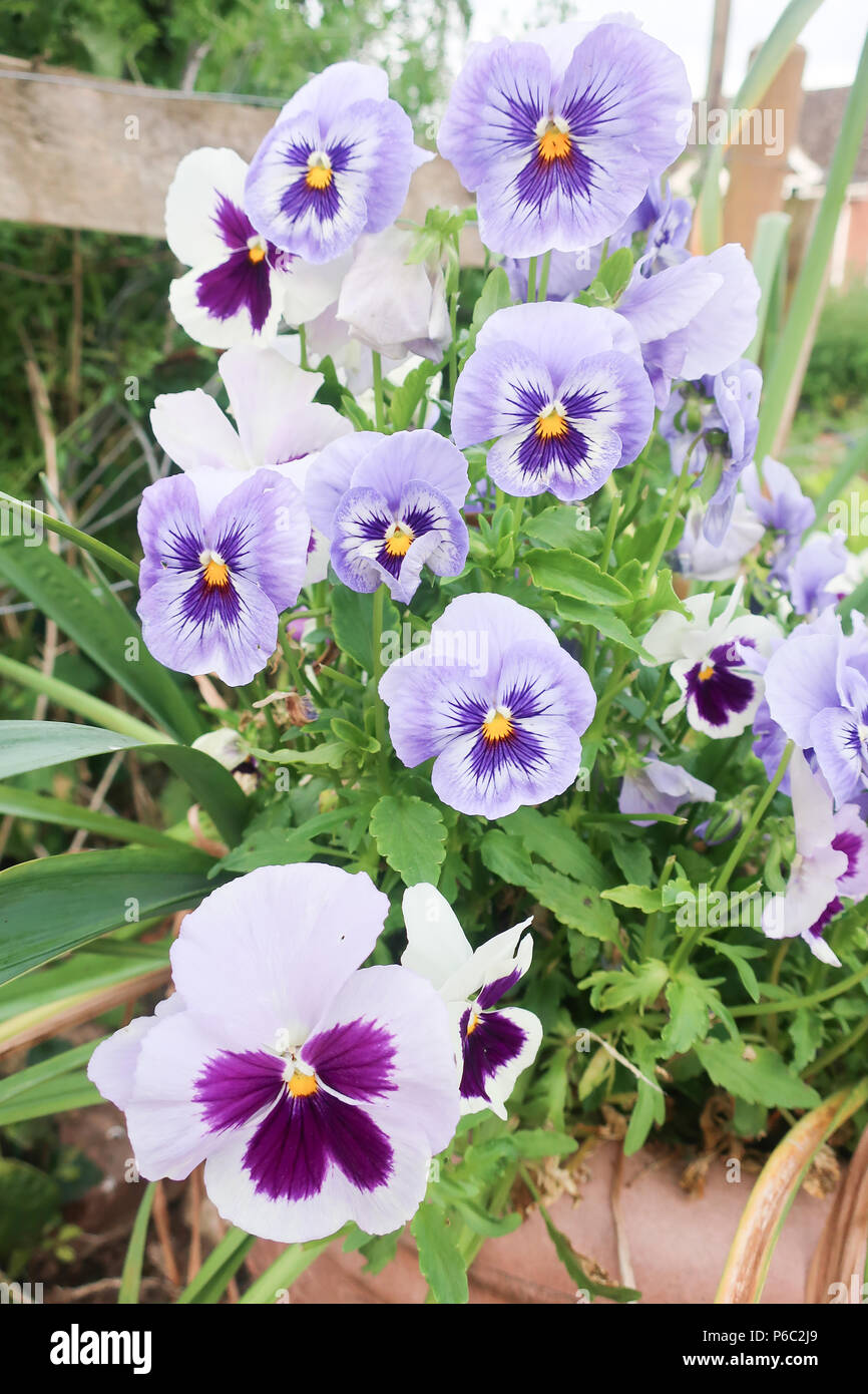 Pansy faces Stock Photo
