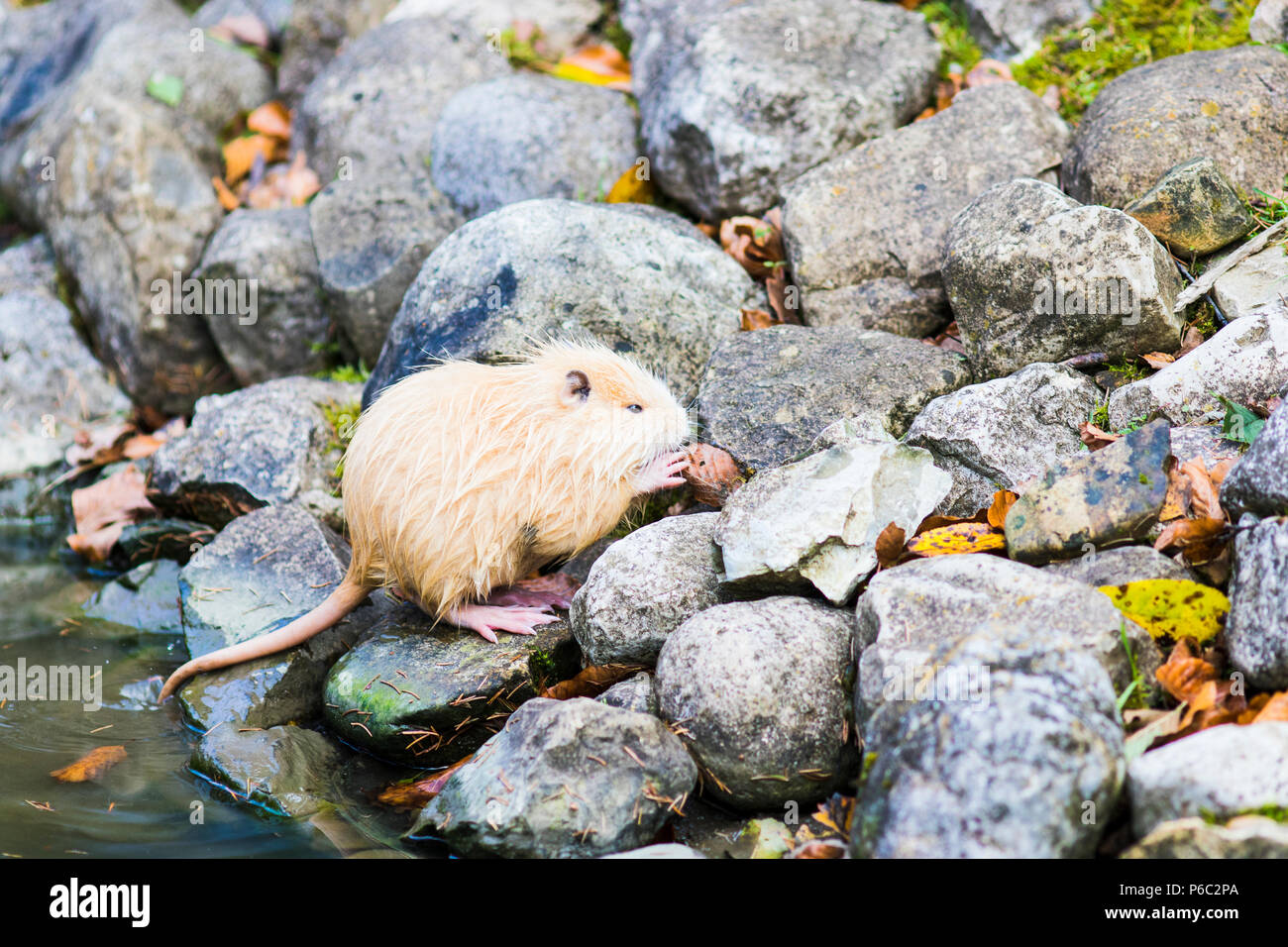A Nutria (Myocastor coypus) in Germany Stock Photo
