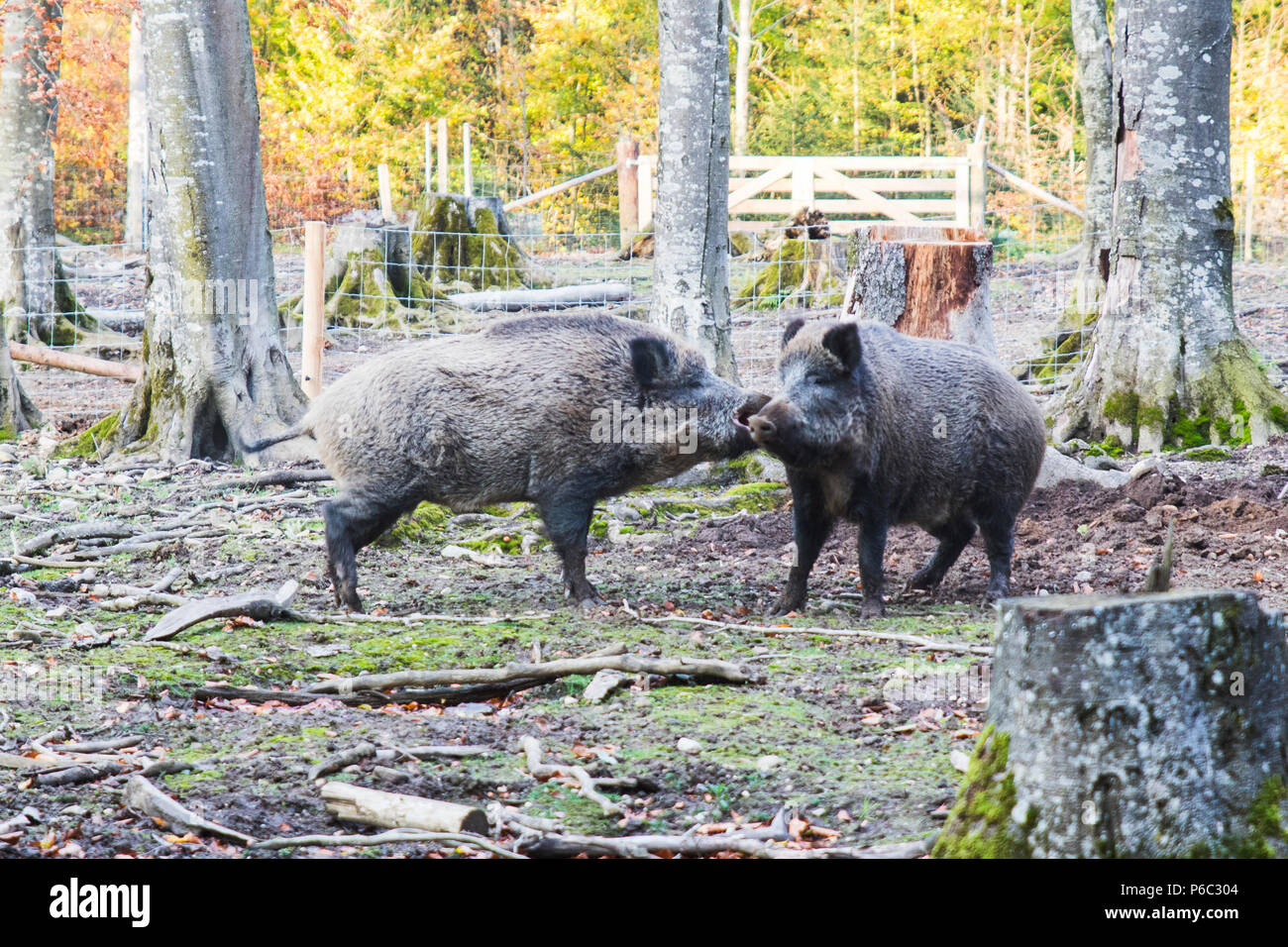 Wild boar fighting hi-res stock photography and images - Alamy