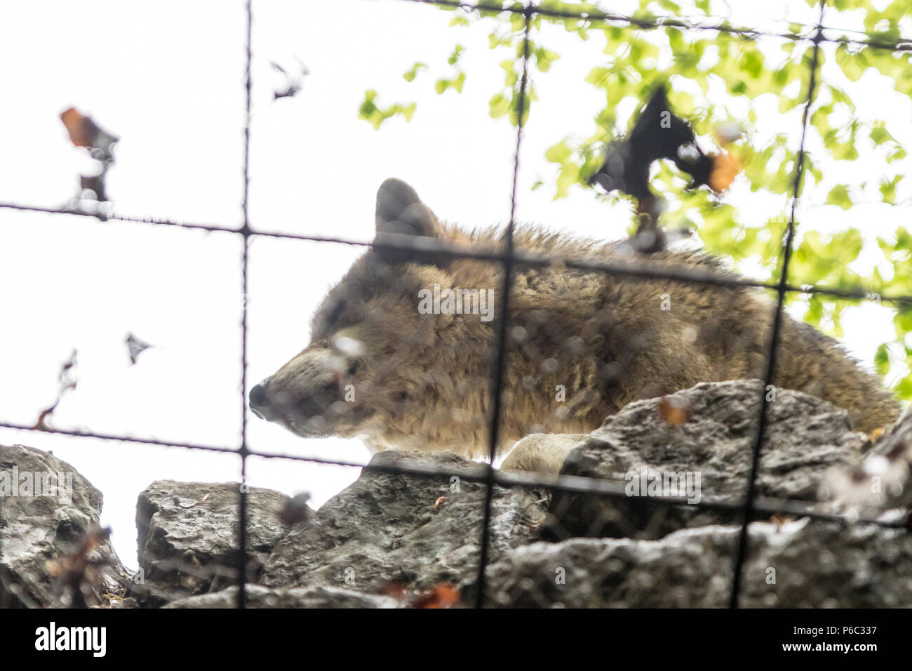 European wolf in Innsbruck Alpine Zoo Stock Photo - Alamy