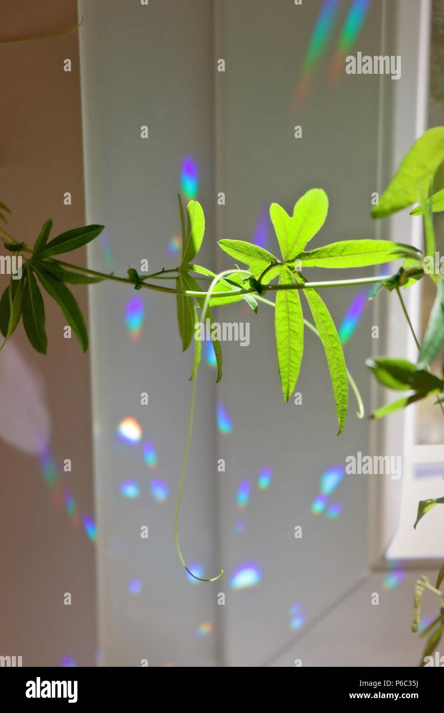 Passiflora vine and leaves against blank wall with rainbow spots. Stock Photo