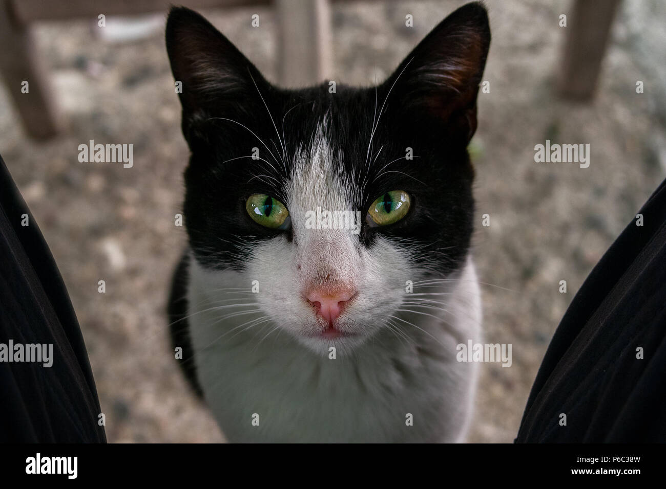 A detailed close up of an adult black and white cat with green eyes looking up directly at the camera. Stock Photo