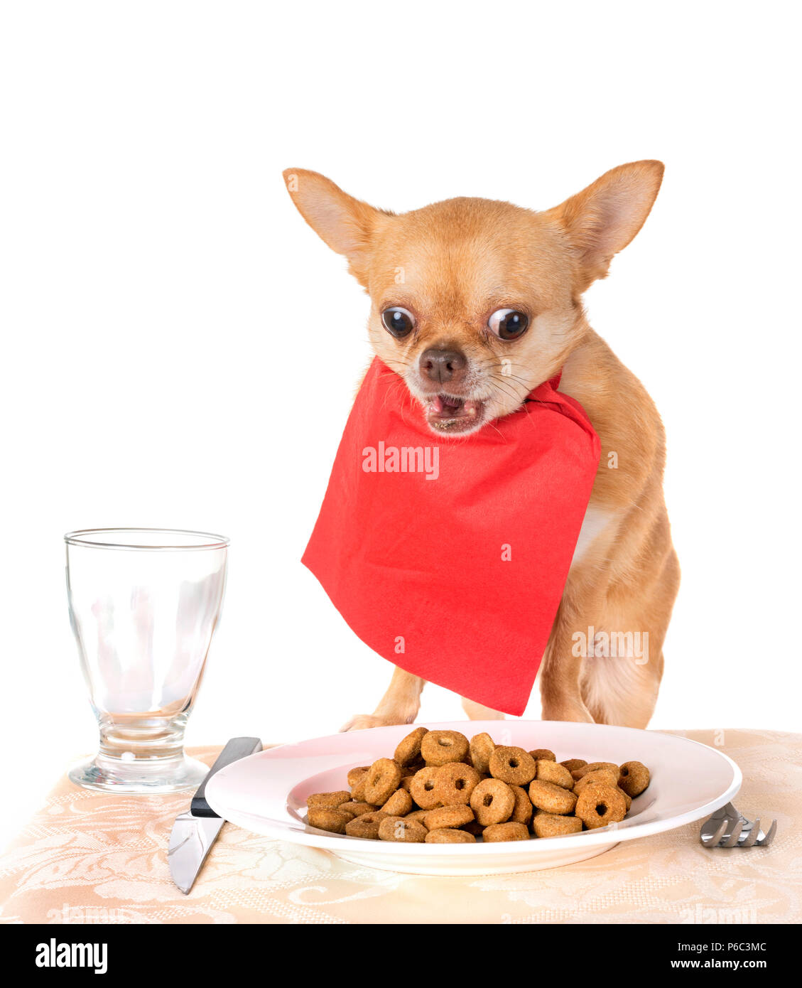 eating chihuahua in front of white background Stock Photo