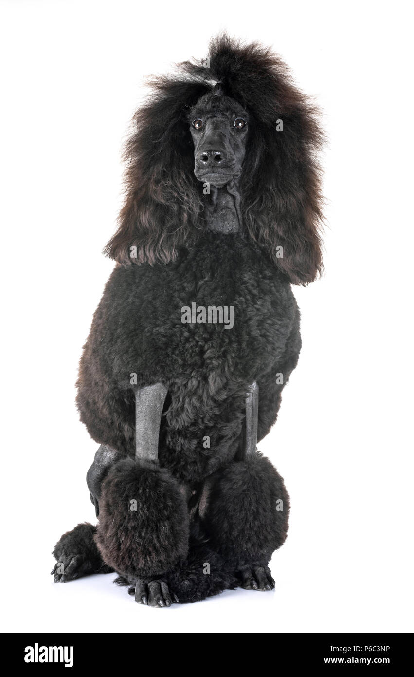 montravia poodles