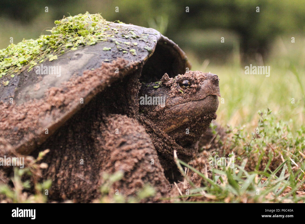 Female Snapping Turtle Laying Eggs Stock Photo