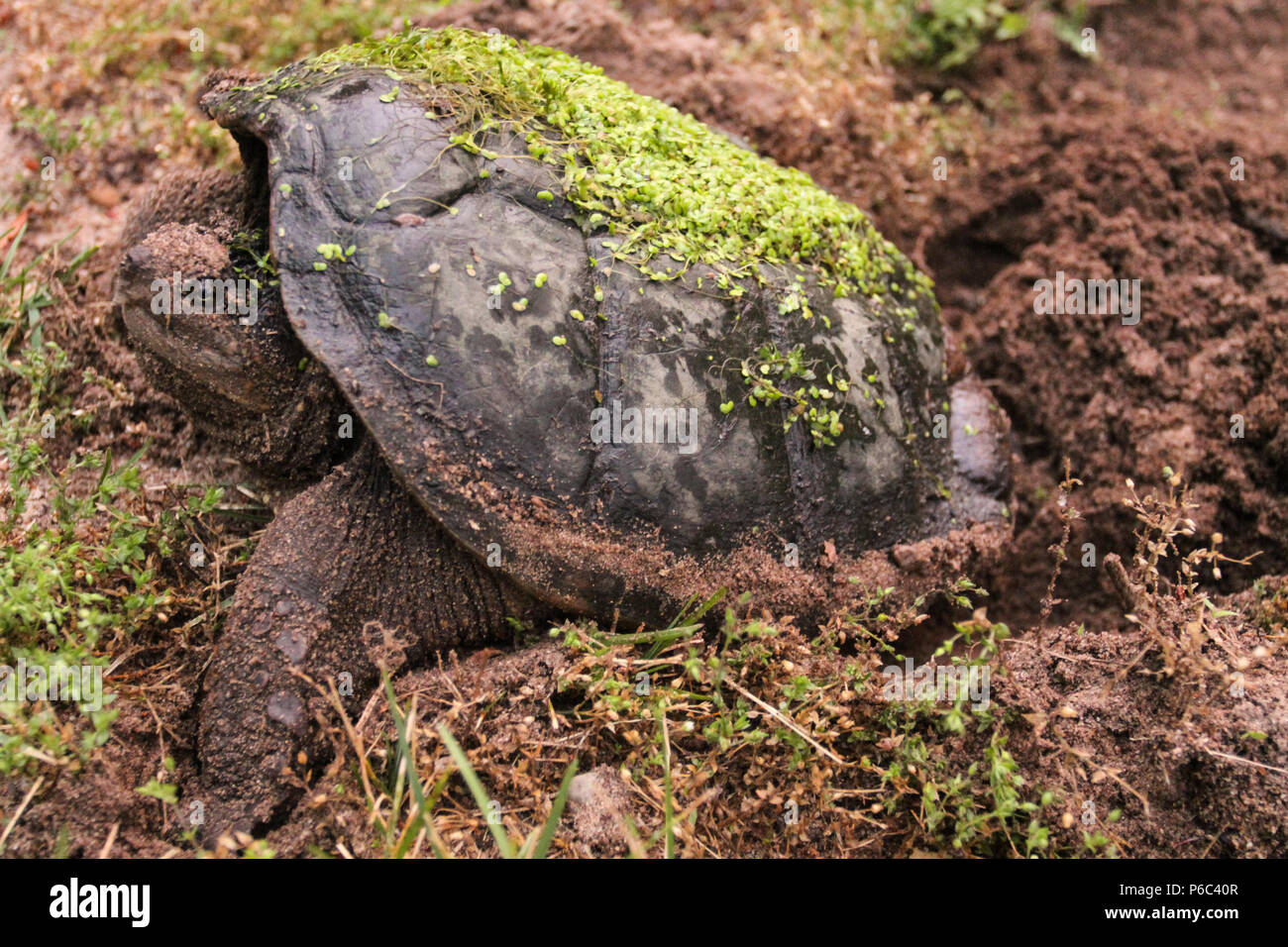 Female Snapping Turtle Laying Eggs Stock Photo