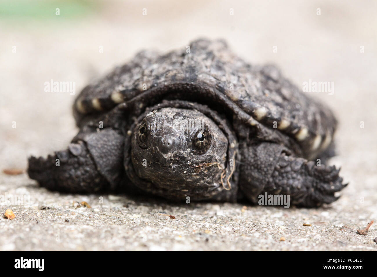 Baby snapping turtle hi-res stock photography and images - Alamy