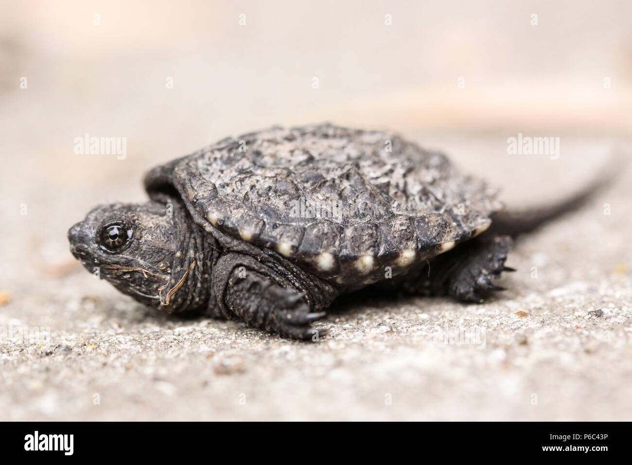 Baby Common Snapping Turtle