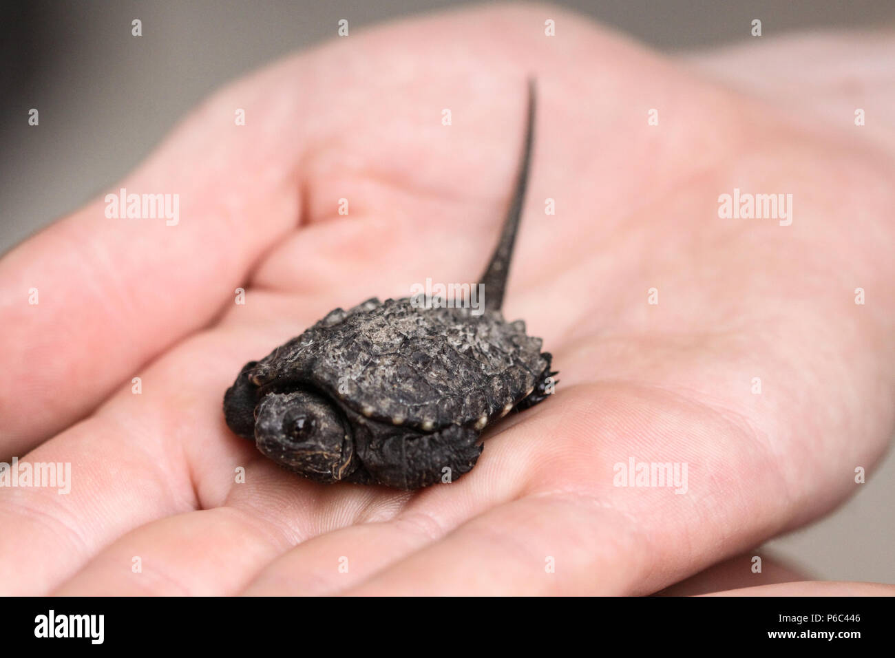 Baby Snapping Turtle Stock Photo - Alamy