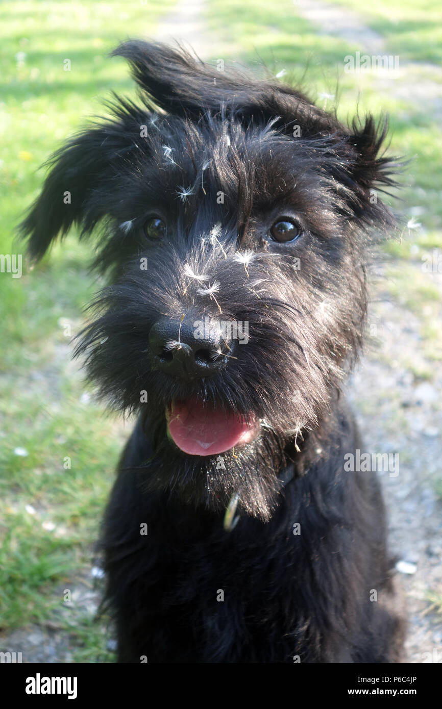 Berlin, Germany - Giant Schnauzer puppy has seeds of a blowball in the face Stock Photo