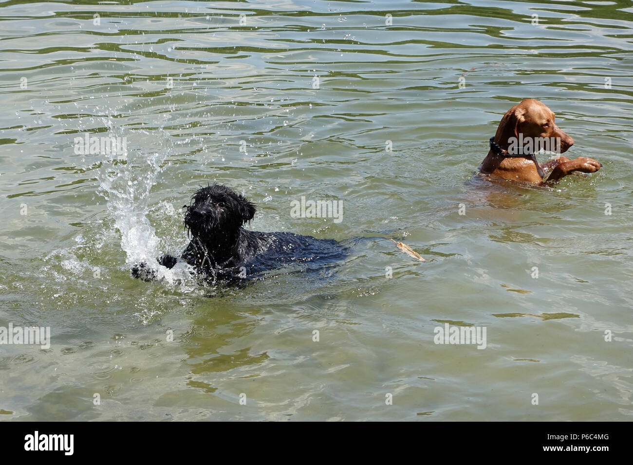 Berlin, Germany - Dogs are bathing in the Schlachtensee Stock Photo