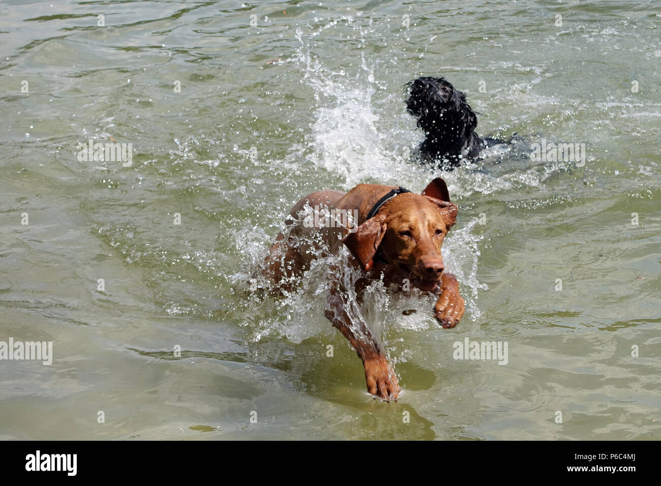 Berlin, Germany - Dogs are bathing in the Schlachtensee Stock Photo