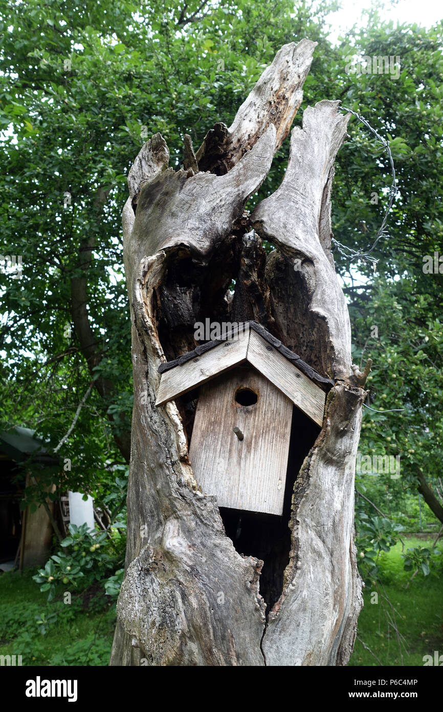 Berlin, Germany - Vogelhaeuschen is in a split tree trunk Stock Photo