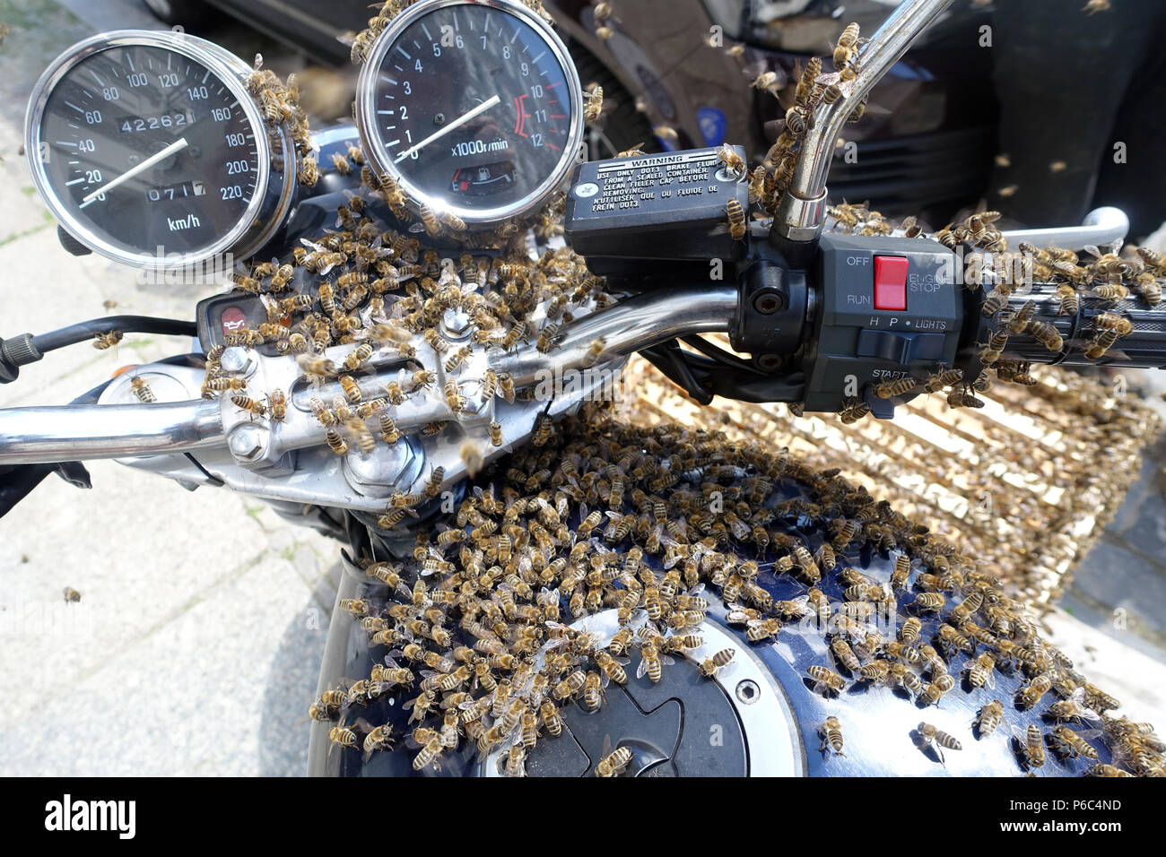 Berlin, Germany - swarm of bees on the handlebar of a motorbike Stock Photo