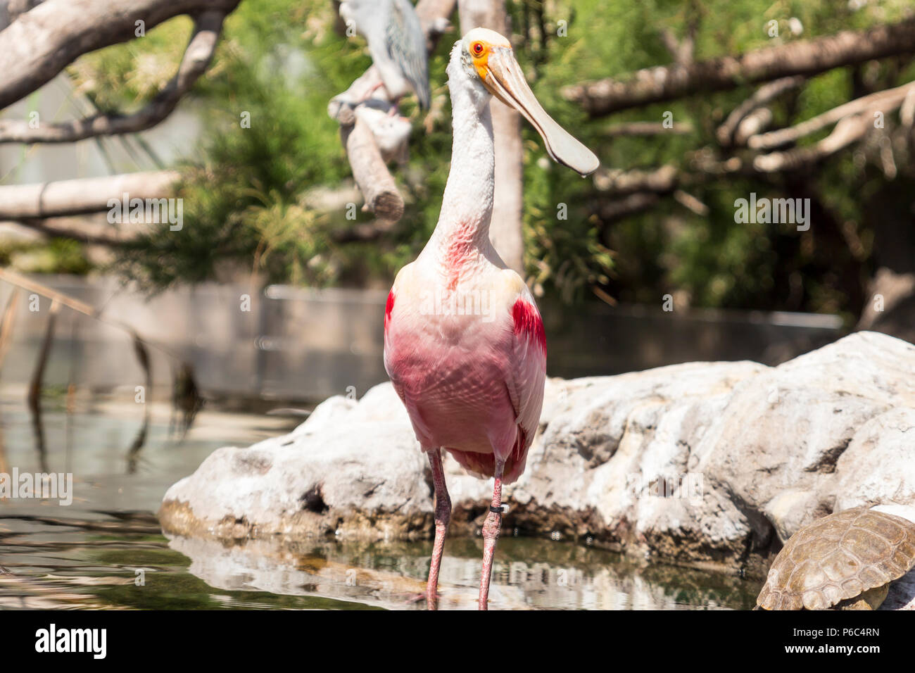 Scarlet ibis eating hi-res stock photography and images - Alamy