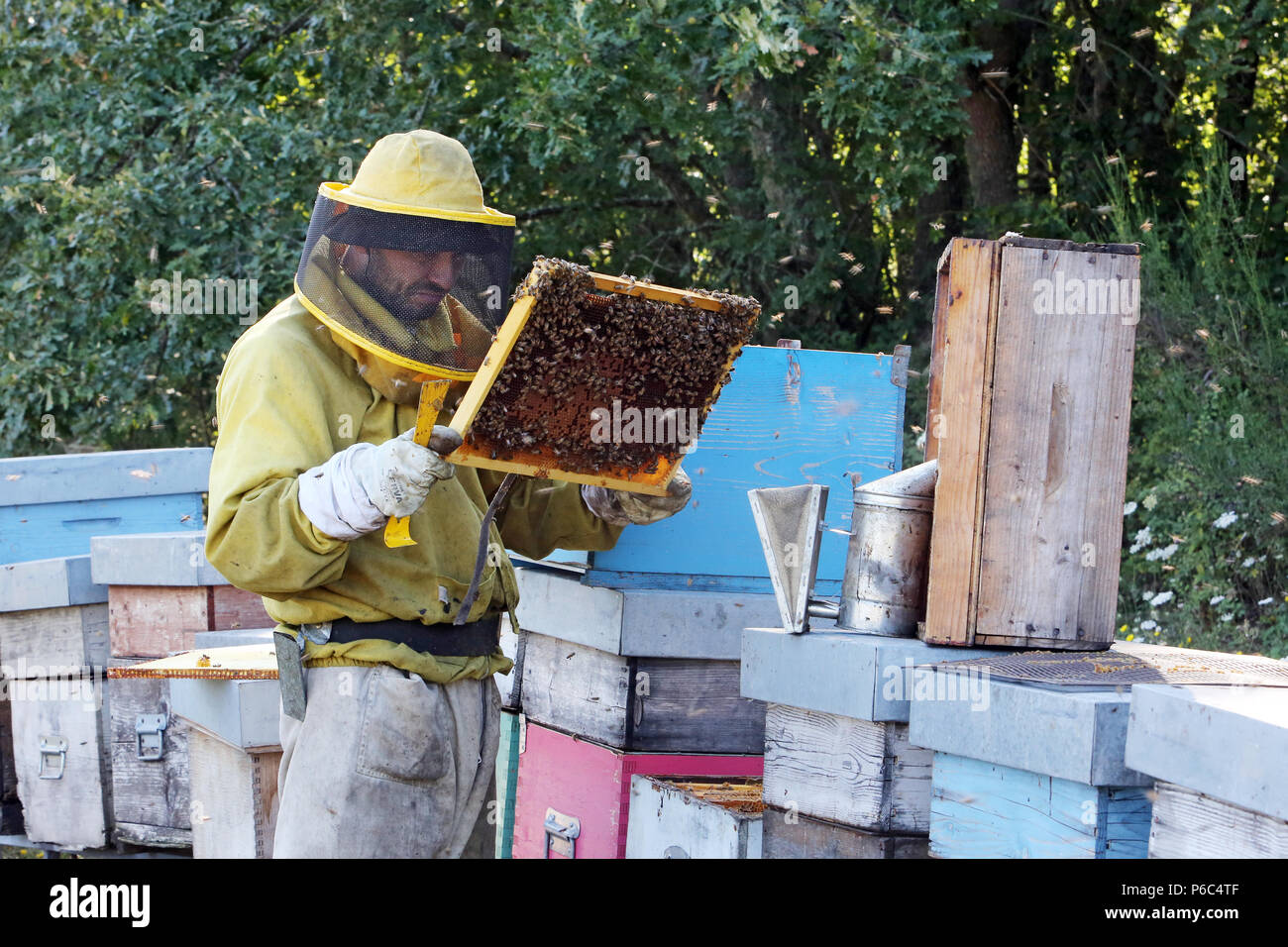 Castel Girogio, Italy, professional beekeeper inspects a honeycomb Stock Photo