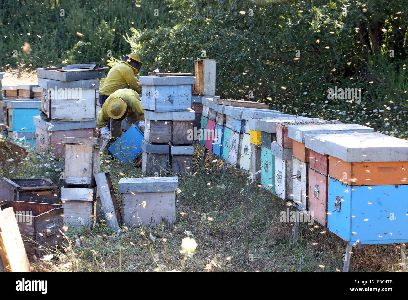 Castel Girogio, Italy, professional beekeepers work on bees buzzing with bees Stock Photo