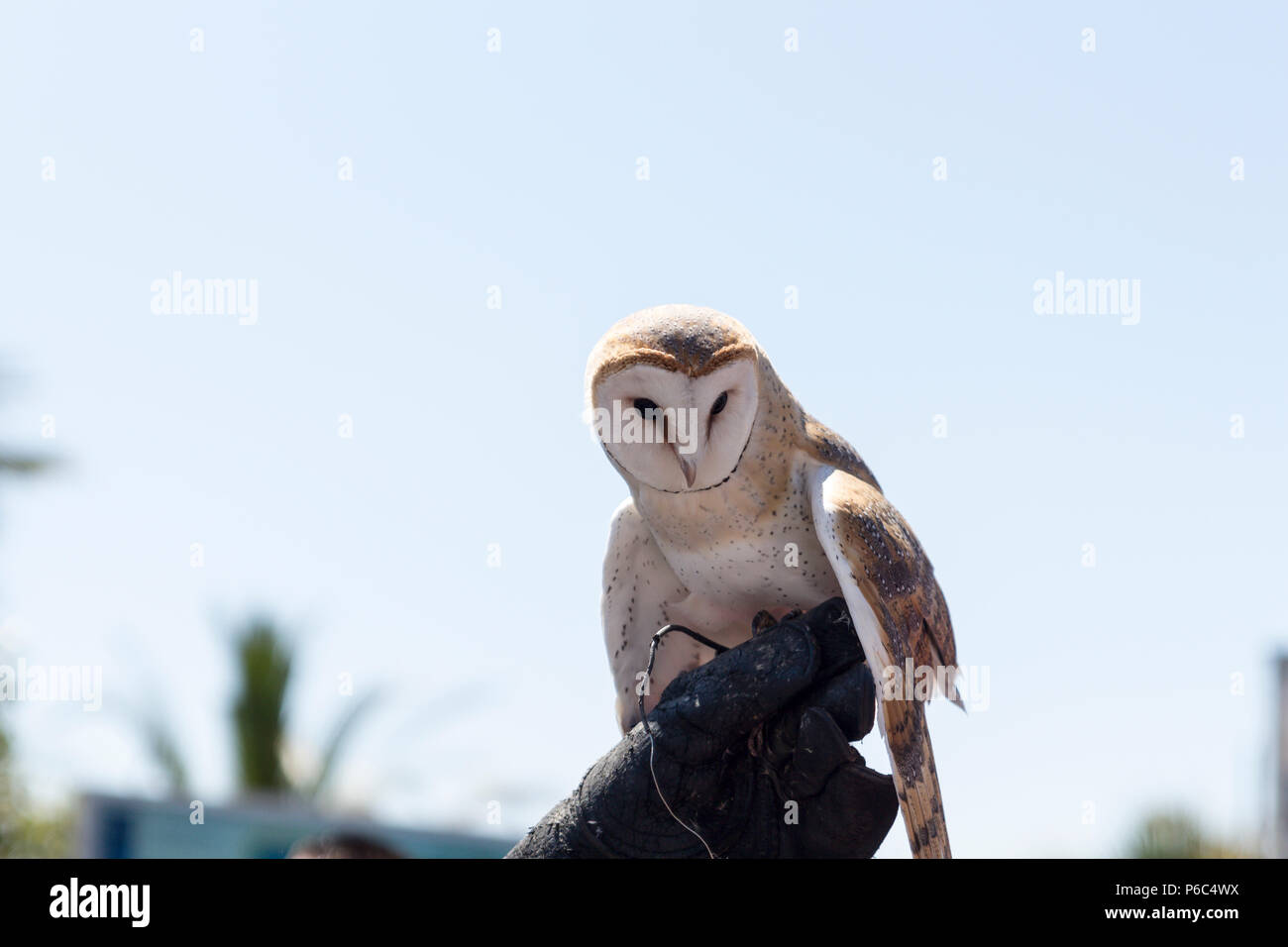 owl on the hand of a person practicing falconry Stock Photo