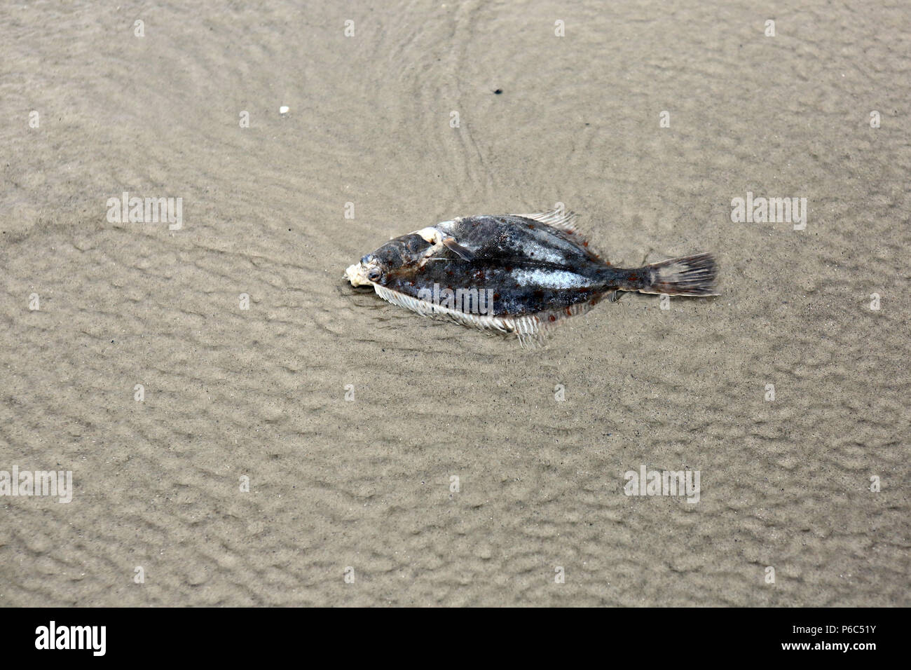 Wustrow, Germany - Dead flounder on the beach Stock Photo