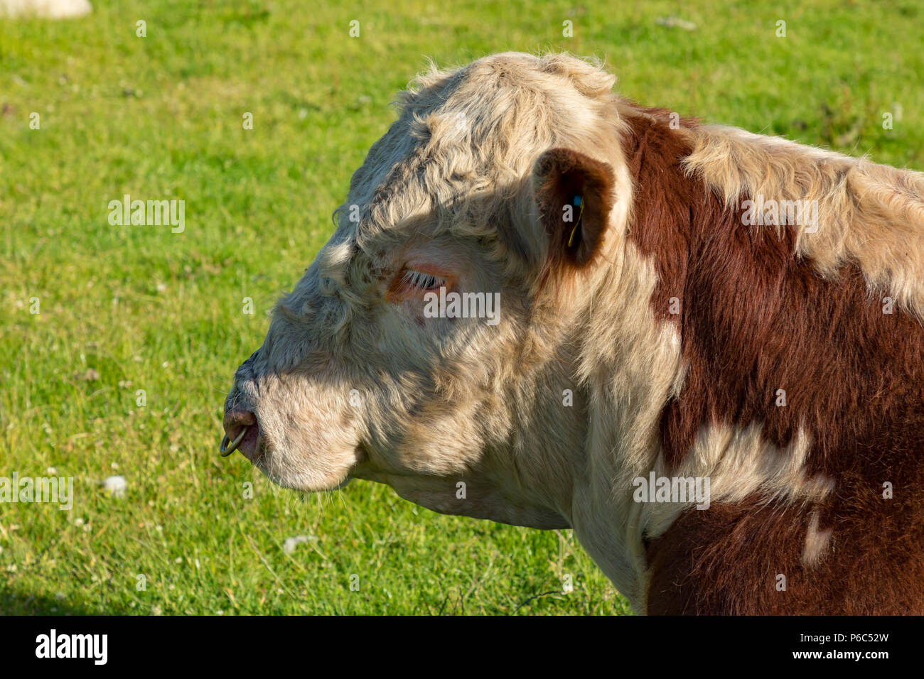 Hereford bull nose ring hi-res stock photography and images - Alamy