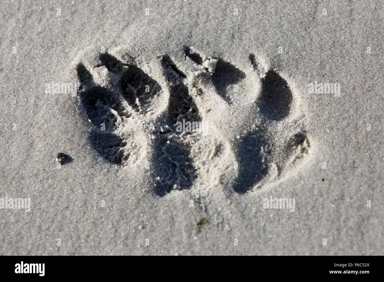 Wustrow, Germany - imprint of two dog paws in the sand Stock Photo