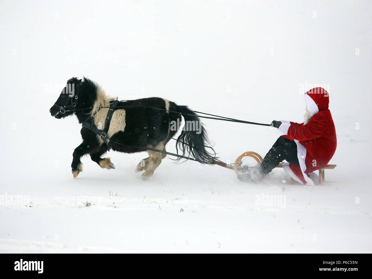 Oberoderwitz, Santa Claus makes a sleigh ride with his Shetland pony Stock Photo