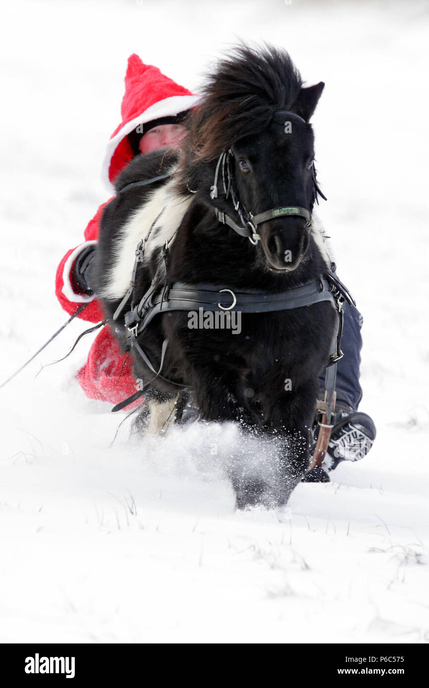 Oberoderwitz, Santa Claus makes a sleigh ride with his Shetland pony Stock Photo