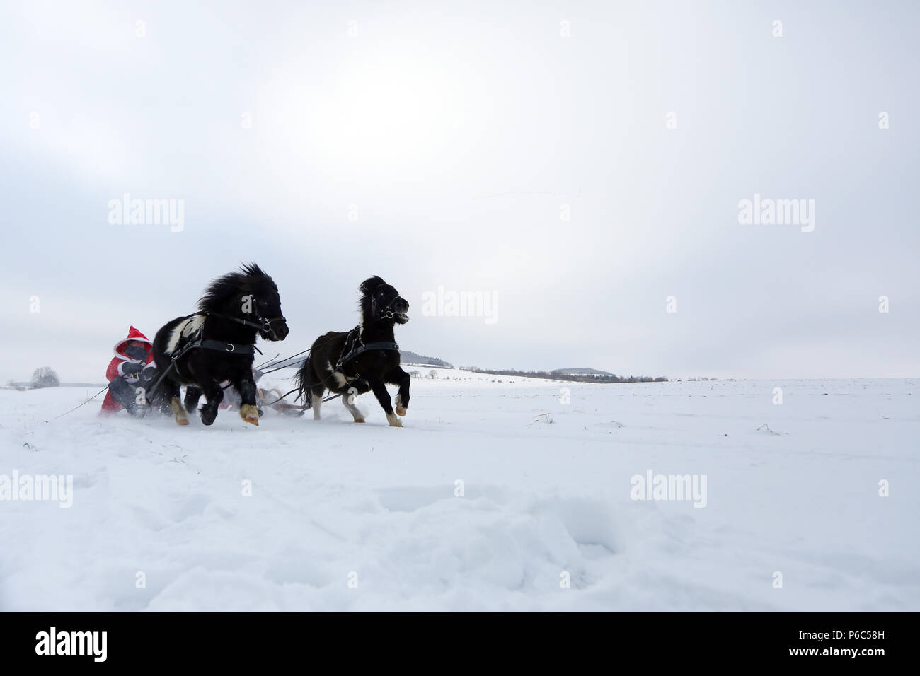 Oberoderwitz, women dressed up as Christmas men make a sleigh ride with their Shetland ponies Stock Photo