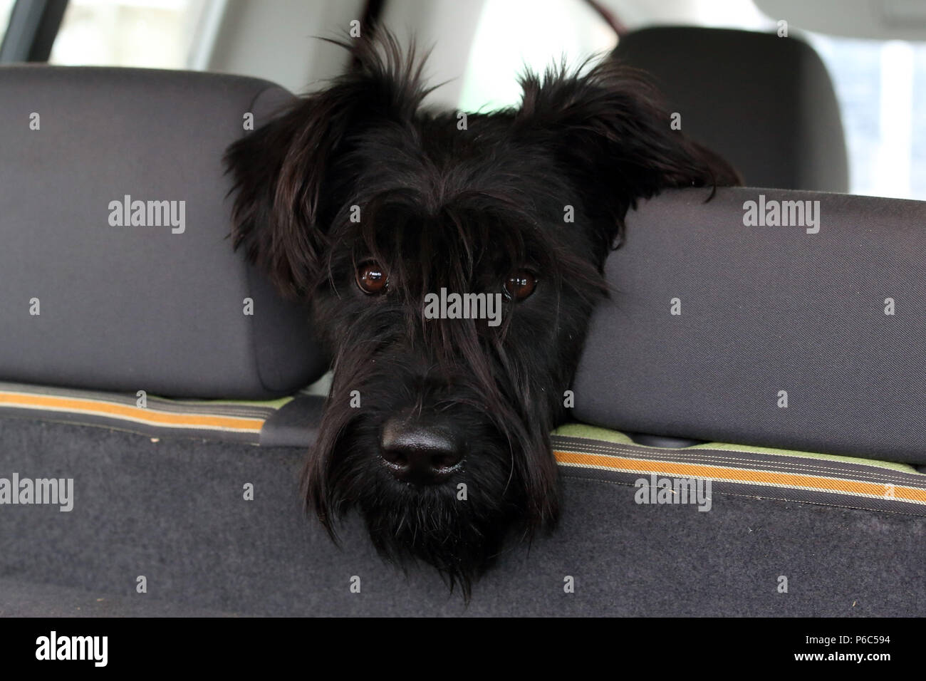 Werneuchen, Giant Schnauzer looks out in the car between two headrests Stock Photo