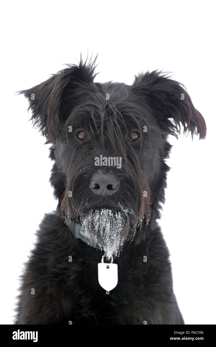 Werneuchen, giant schnauzer in portrait Stock Photo