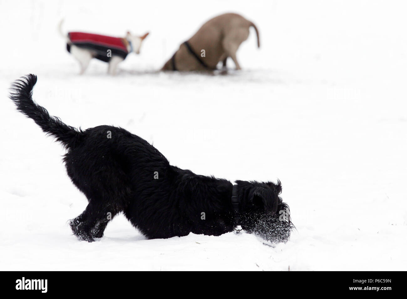 Weerneuchen, dogs dig in the winter in the snow Stock Photo